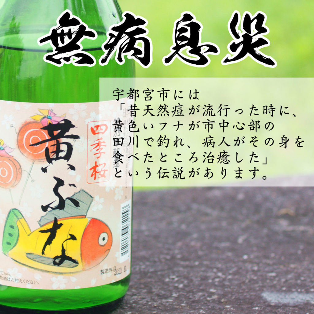 特別本醸造 黄ぶな 720ml(4合瓶)-1